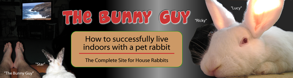 The Bunny Guy - How To Successfully Live Indoors With A Pet Rabbit.