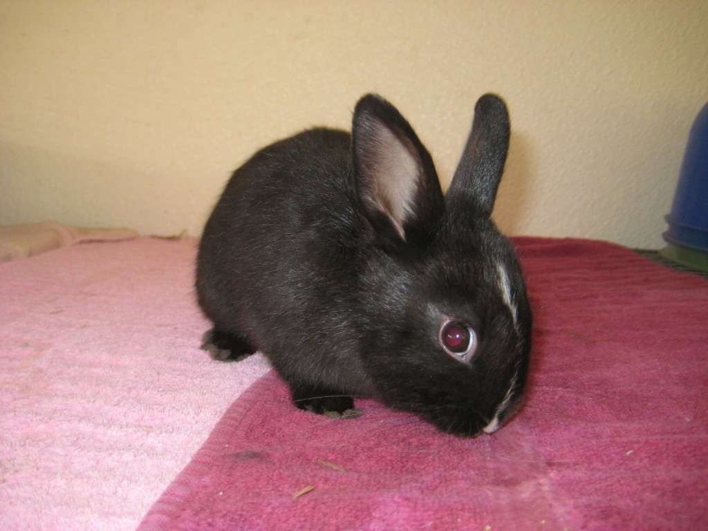 bunnies 064