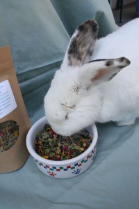 Healthy rabbit treat