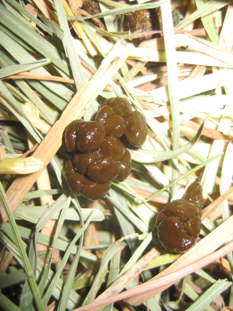 Cecotropes The Bunny Guy Blogs On House Rabbits