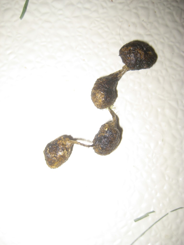 “String Of Pearls” The Bunny Guy Blogs On House Rabbits